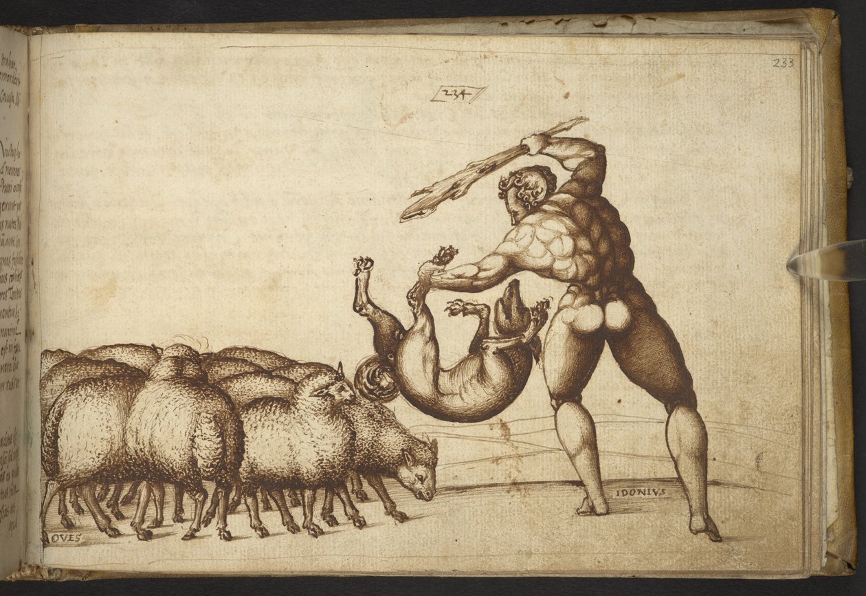 Schapen (