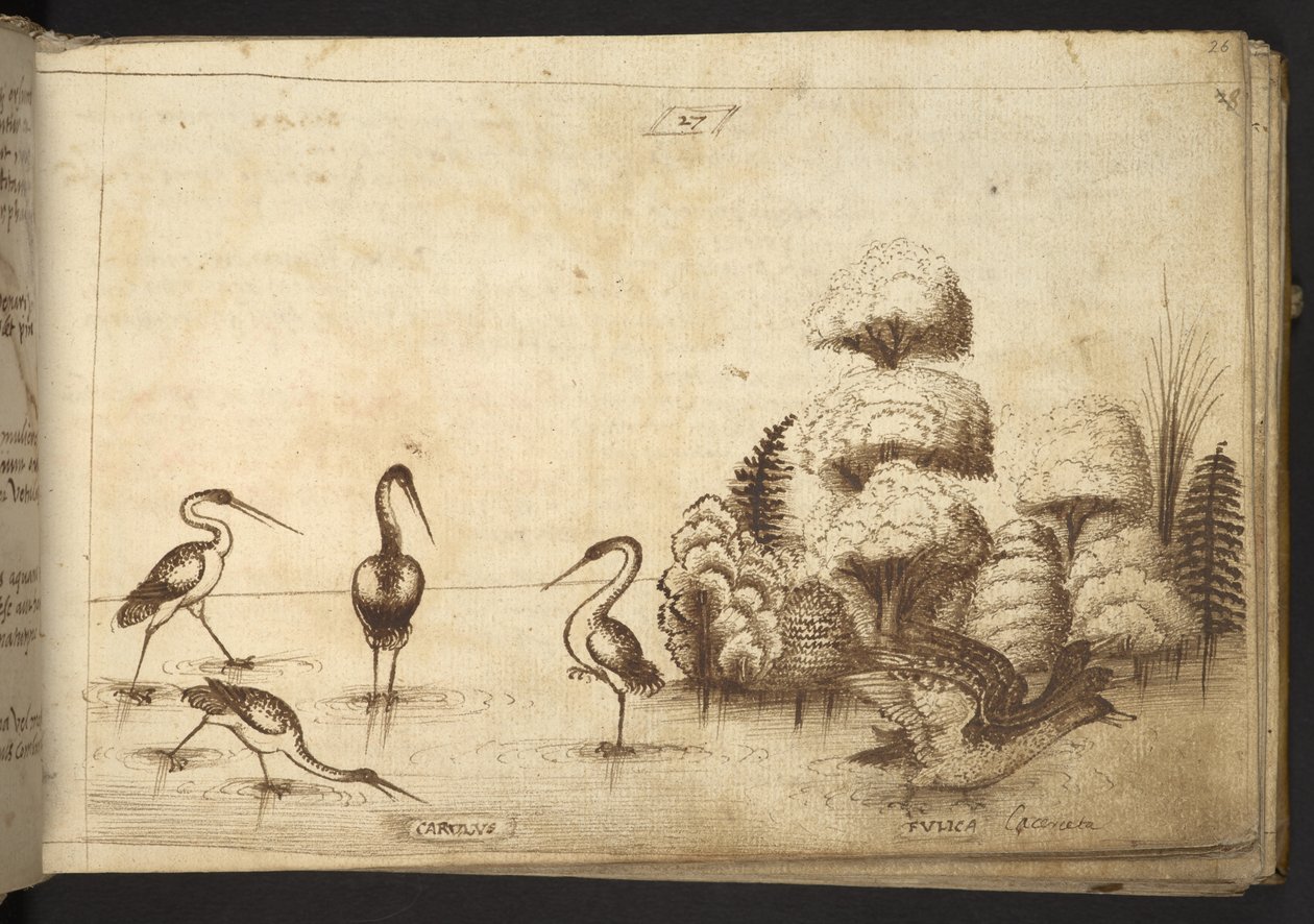 Waadvogels (