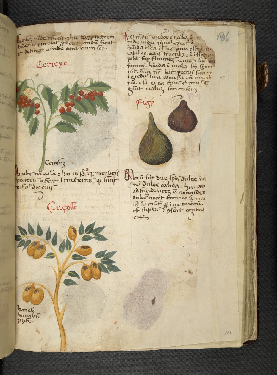 Fruitbomen en vijgen, uit 