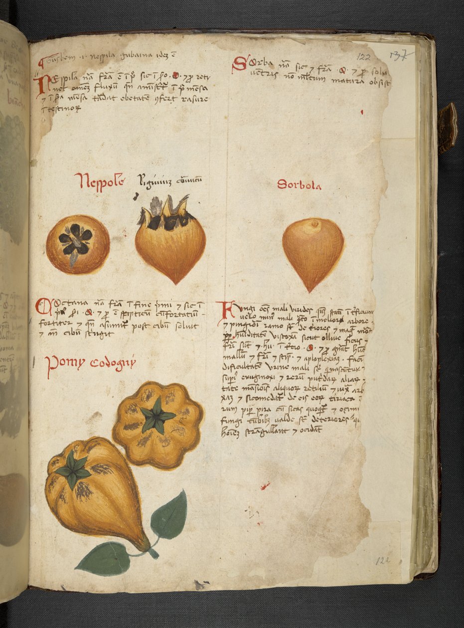 Add MS 41623 f.122r Pere Cotogne en Sorbo, uit 