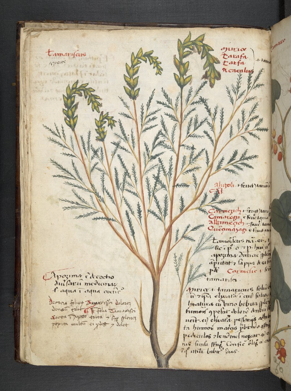 Add MS 41623 f.18v 