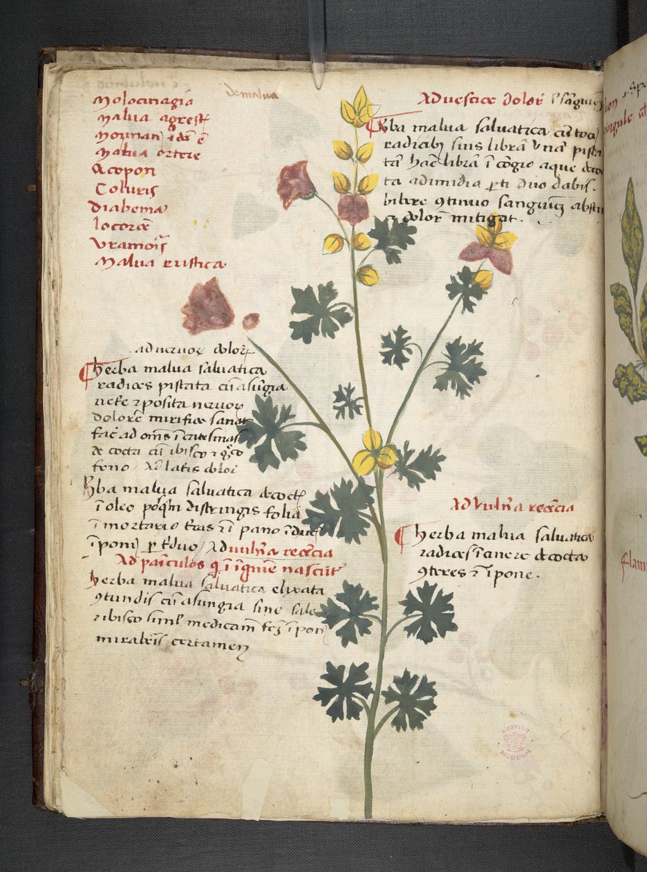 Add MS 41623 f.19v 