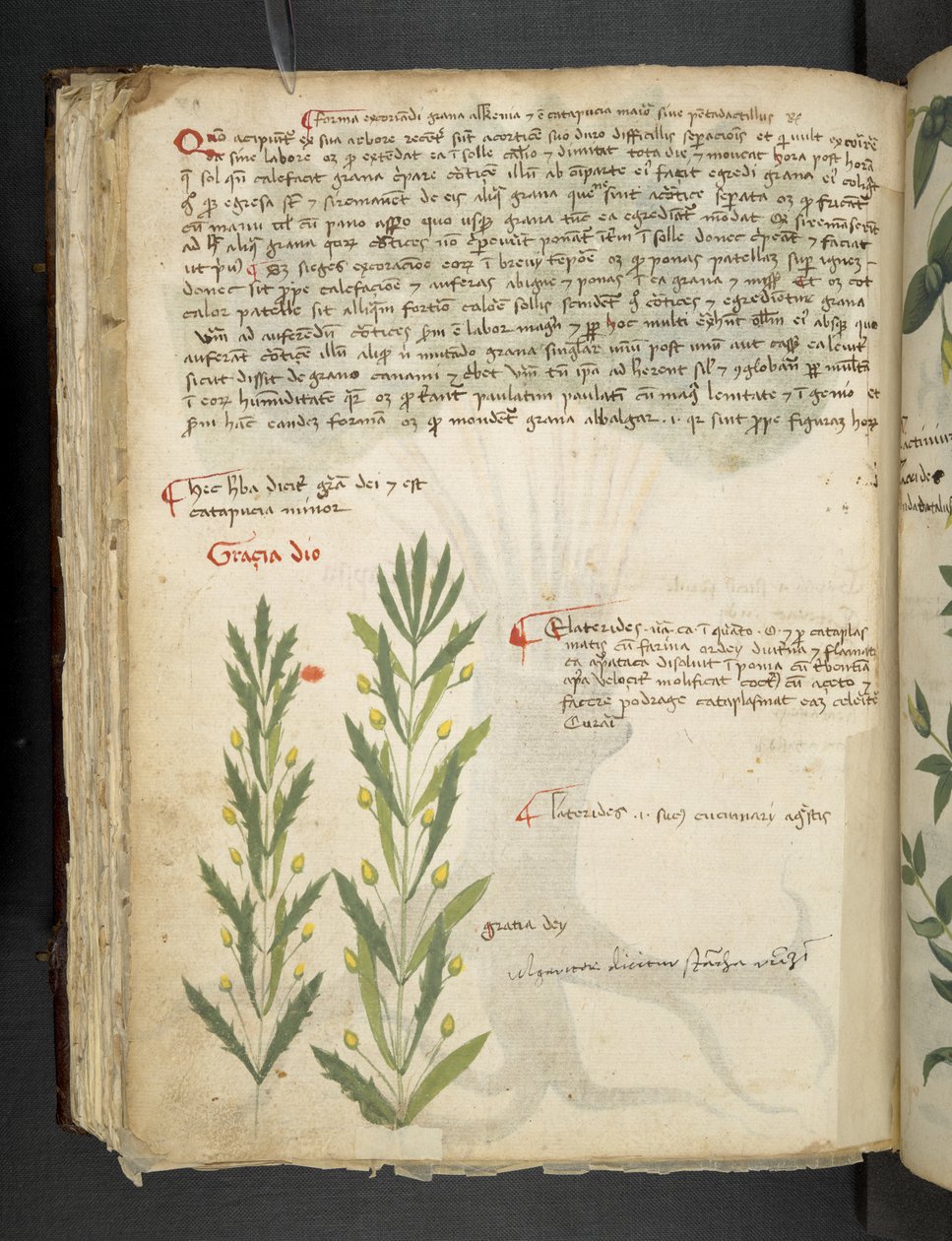 Een kruidenboek, Belluno door Italian School