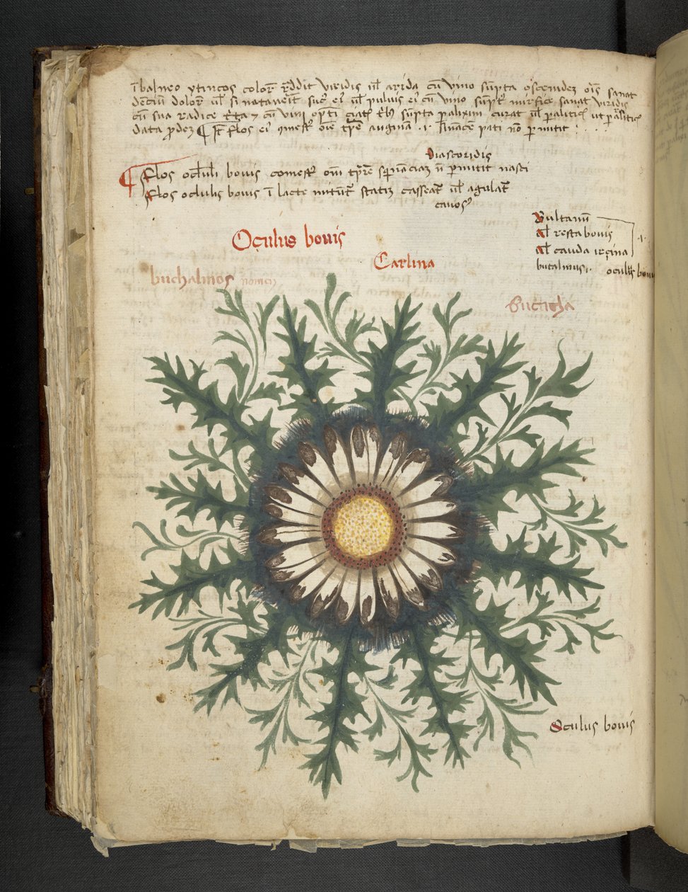 Carlina, uit een kruidenboek, Belluno door Italian School