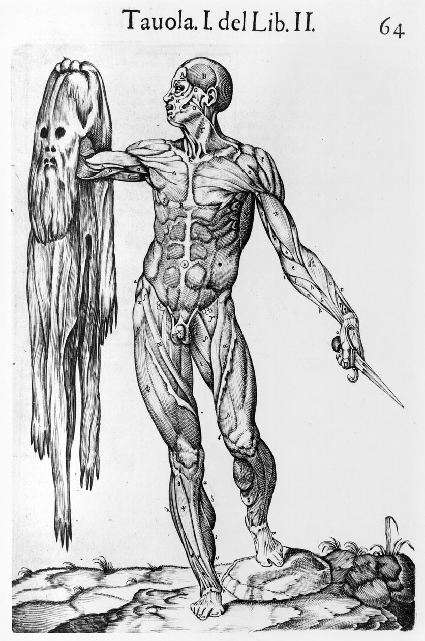 Anatomische studie, plaat 64, illustratie uit Anatomia del corpo humano door Juan de Valverde (ca.1525-ca.1587) Rome, 1560 door Italian School