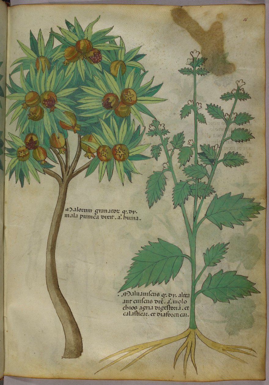 Botanische illustratie door Italian School