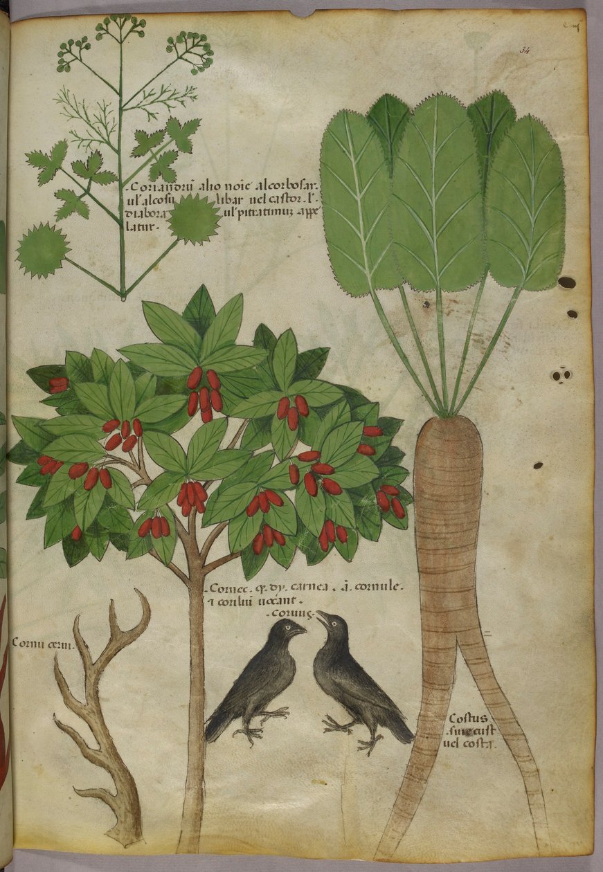 Botanische illustratie van planten en vogels, ca. 1440 door Italian School