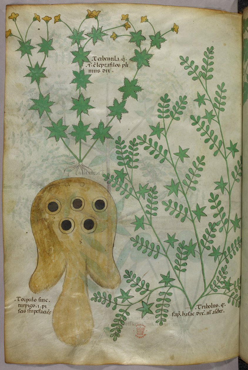 Botanische en dierlijke illustratie van planten en een torpedovis, ca. 1440 (inkt en kleur op perkament) door Italian School
