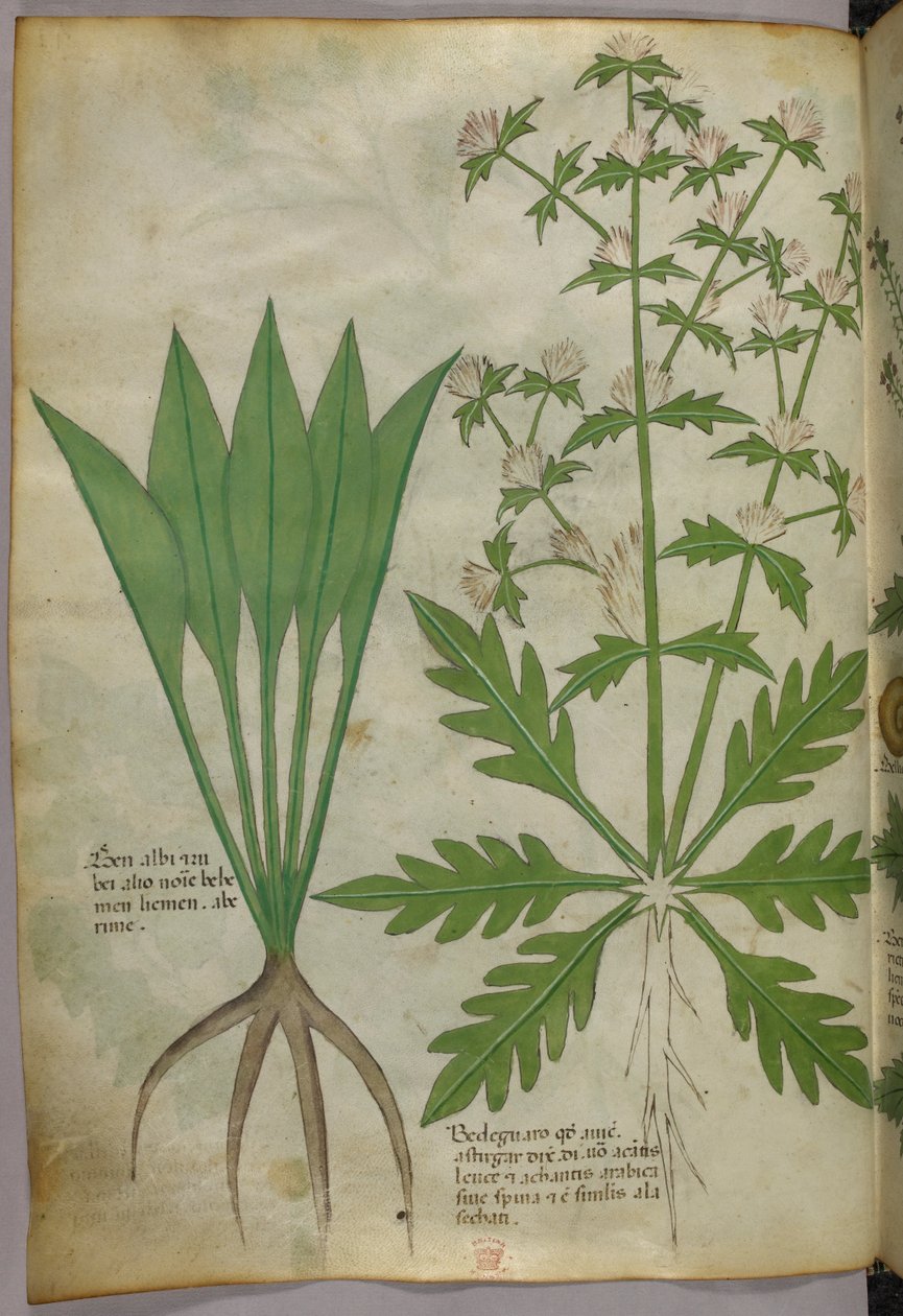 Botanische illustratie, ca. 1440 (inkt en kleur op perkament) door Italian School