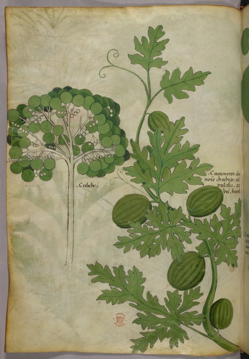 Botanische illustratie, ca. 1440 (inkt en kleur op perkament) door Italian School