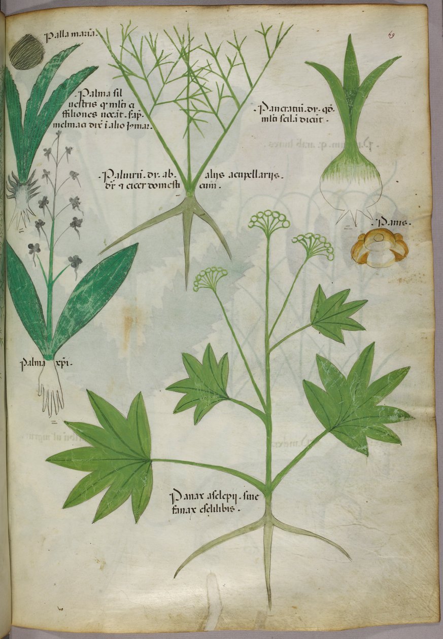 Botanische illustratie, ca. 1440 (inkt en kleur op perkament) door Italian School