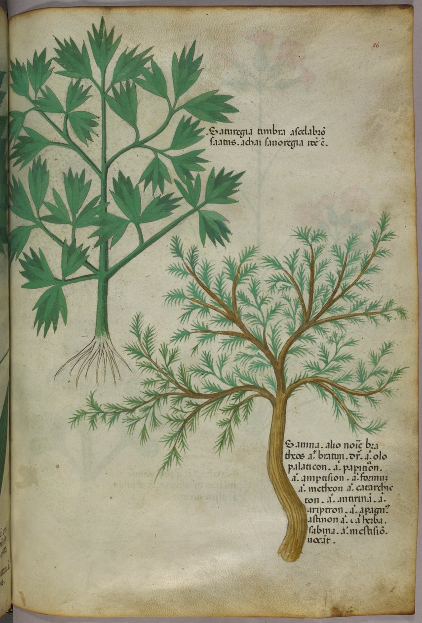 Botanische illustratie, ca. 1440 (inkt en kleur op perkament) door Italian School