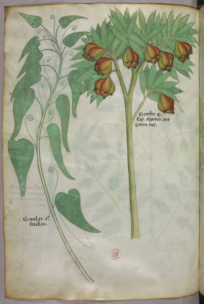Botanische illustratie, ca. 1440 (inkt en kleur op perkament) door Italian School