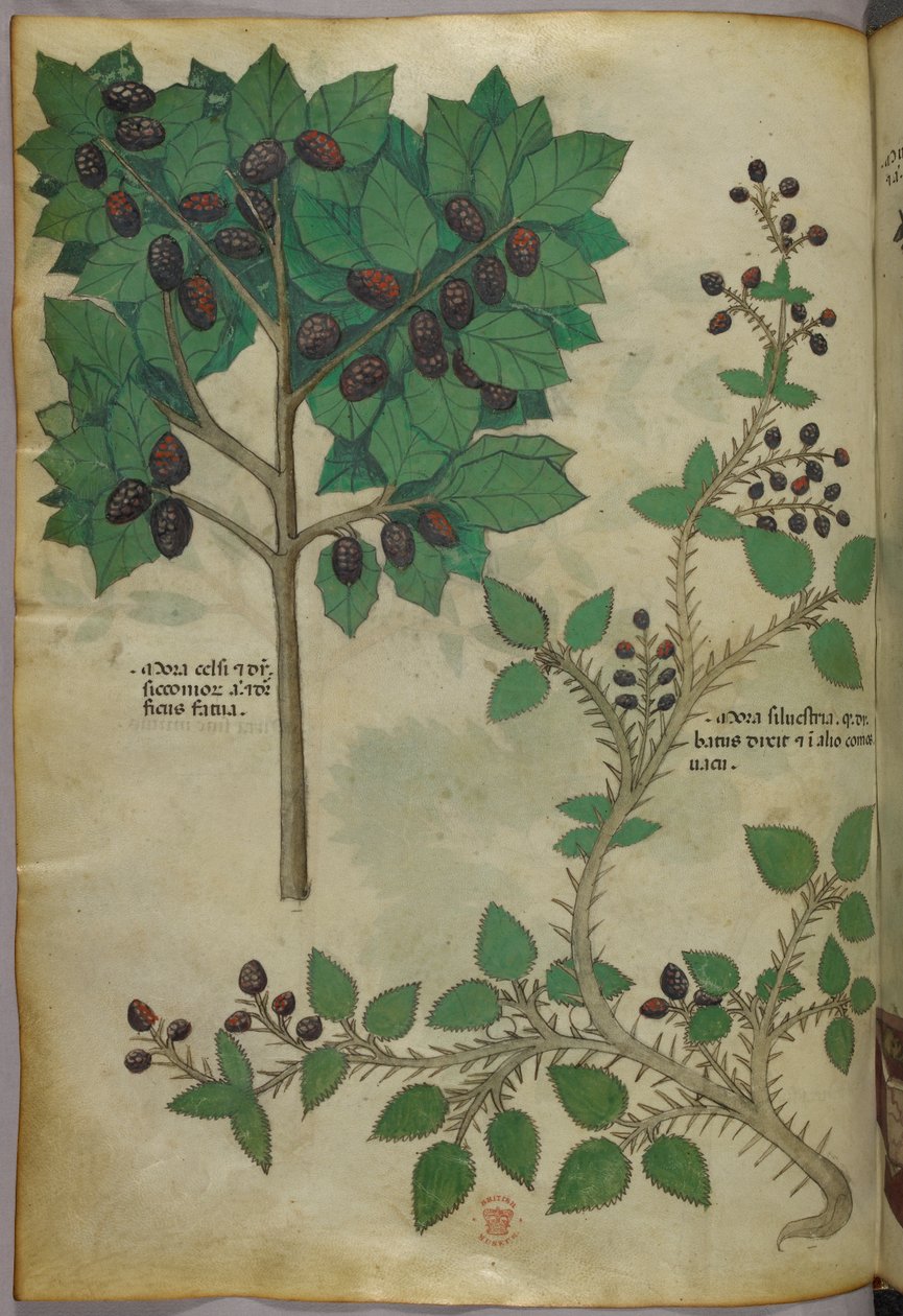 Botanische illustratie, ca. 1440 (inkt en kleur op perkament) door Italian School