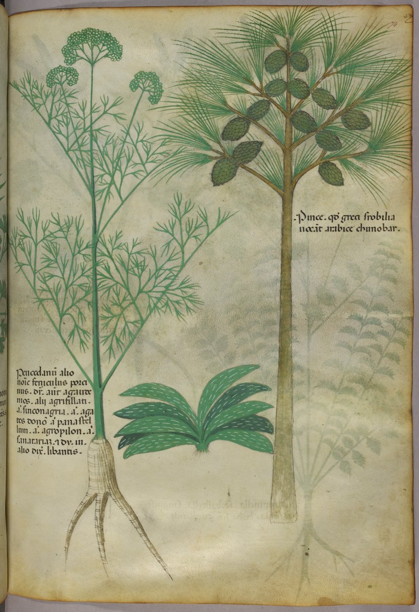 Botanische illustratie, ca. 1440 (inkt en kleur op perkament) door Italian School