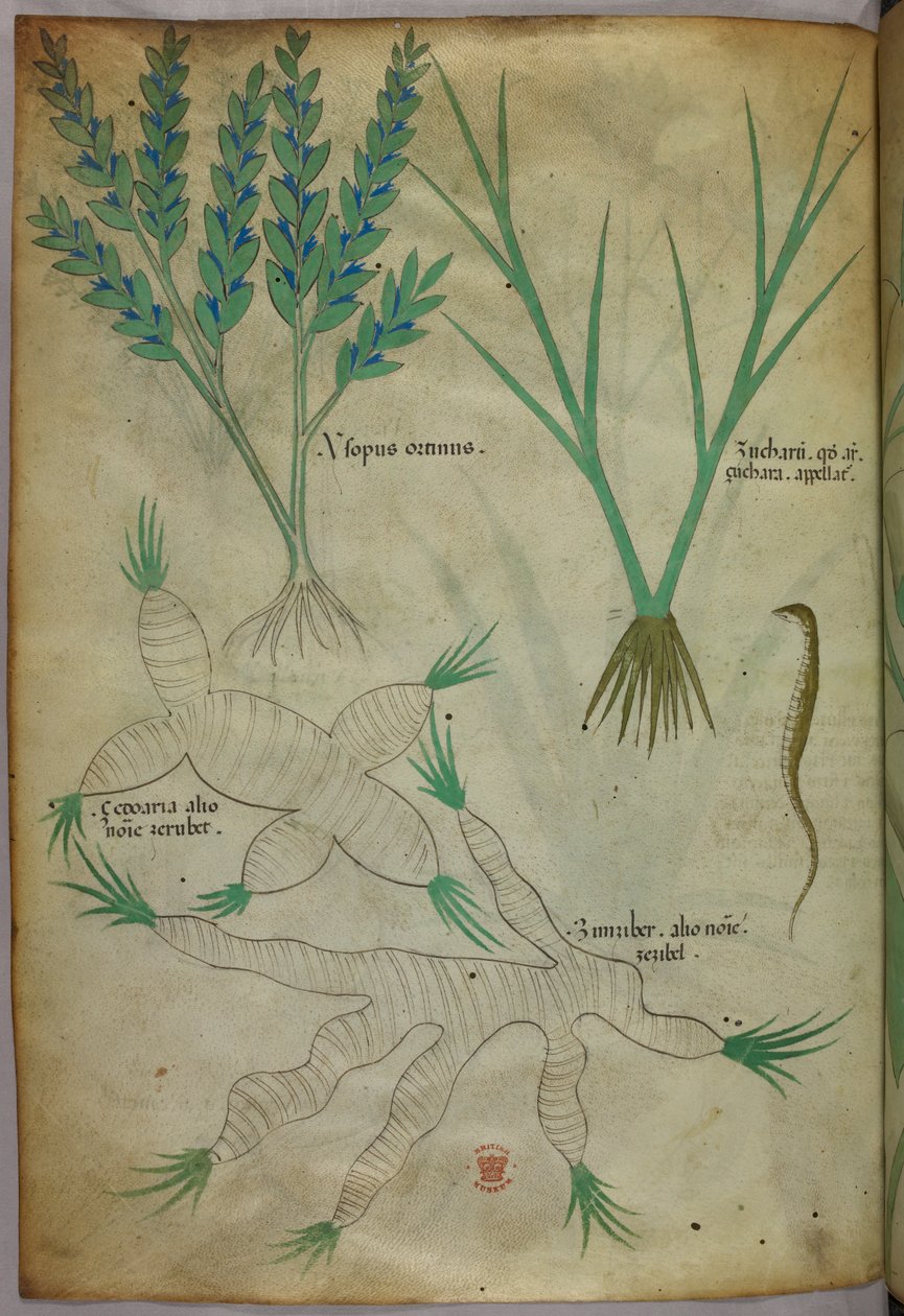 Botanische illustratie, ca. 1440 (inkt en kleur op perkament) door Italian School