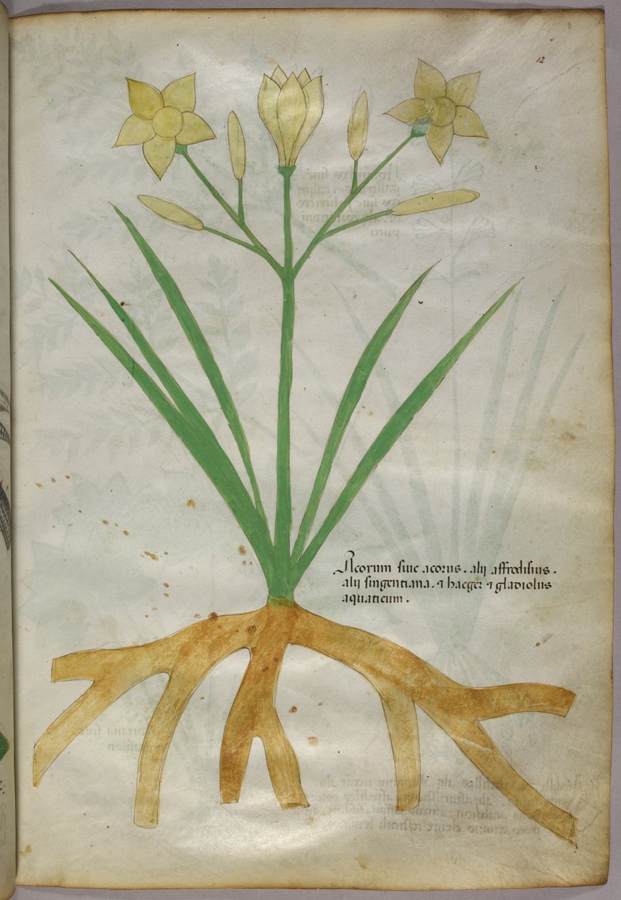 Botanische illustratie van een plant, ca. 1440 (inkt en kleur op perkament) door Italian School