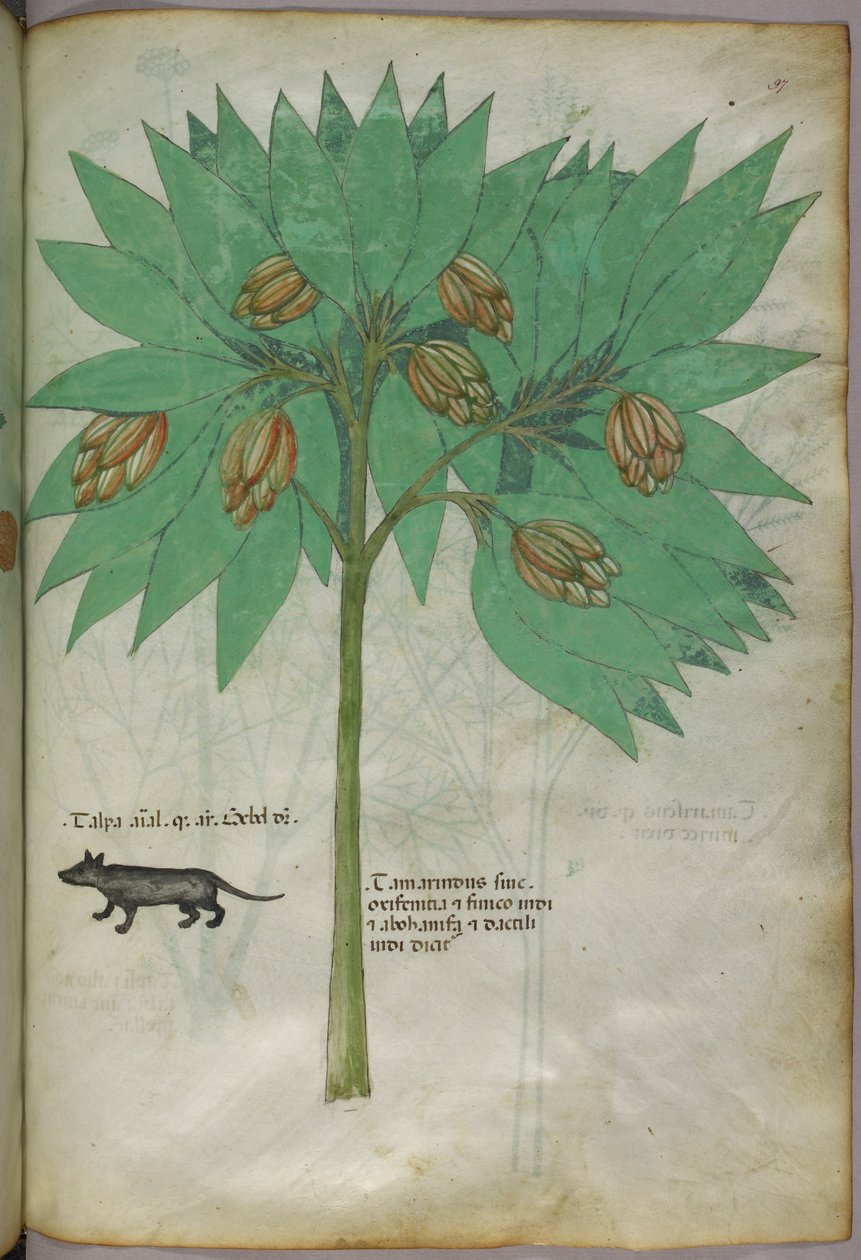Botanische illustratie van een plant met een dier, ca. 1440 (inkt en kleur op perkament) door Italian School