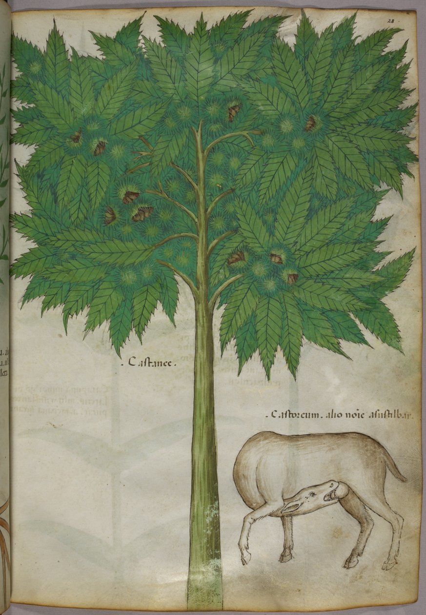 Botanische illustratie van een boom en een dier, ca. 1440 (inkt en kleur op perkament) door Italian School