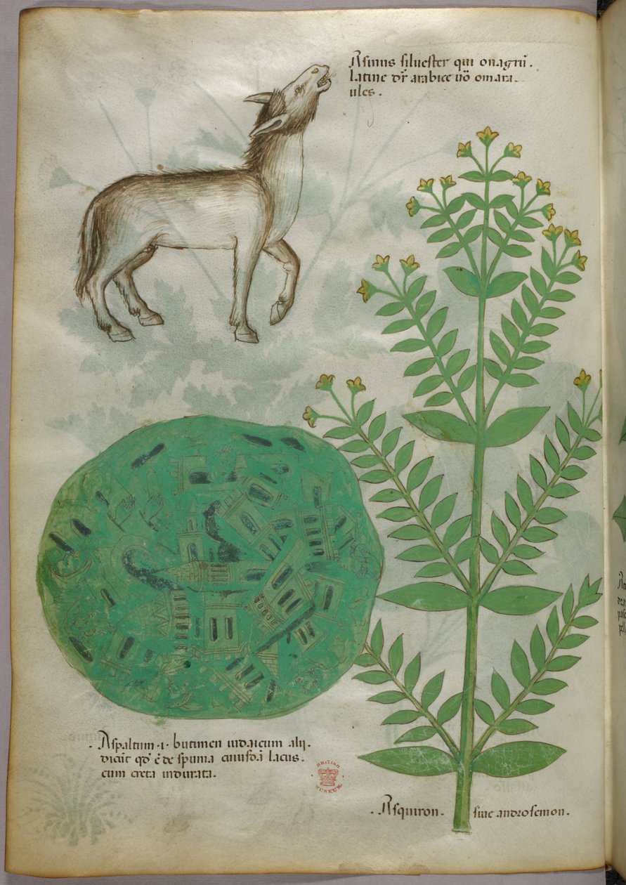 Botanische illustratie van plant met paard, ca. 1440 (inkt en kleur op perkament) door Italian School