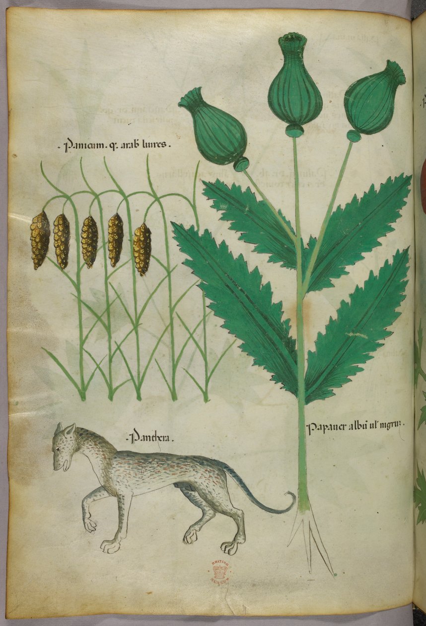 Botanische illustratie van planten en een panter, ca. 1440 (inkt en kleur op perkament) door Italian School