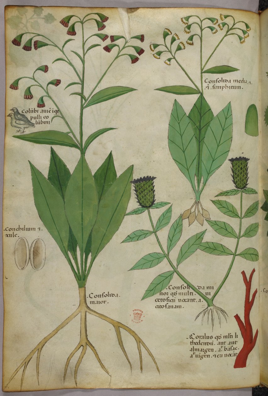 Botanische illustratie van planten en koraal met een slang en een hert, ca. 1440 (inkt en kleur op perkament) door Italian School