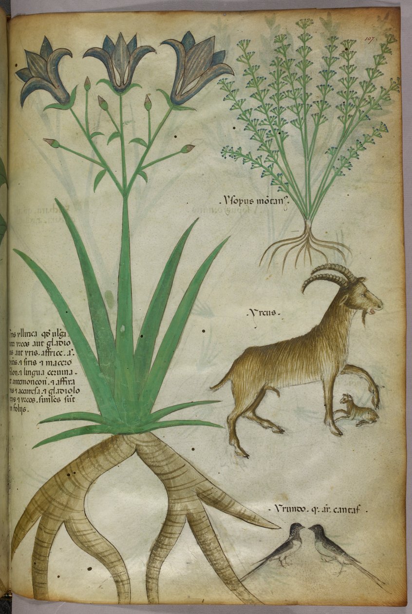 Botanische illustratie van planten, vogels en geiten, ca. 1440 (inkt en kleur op perkament) door Italian School