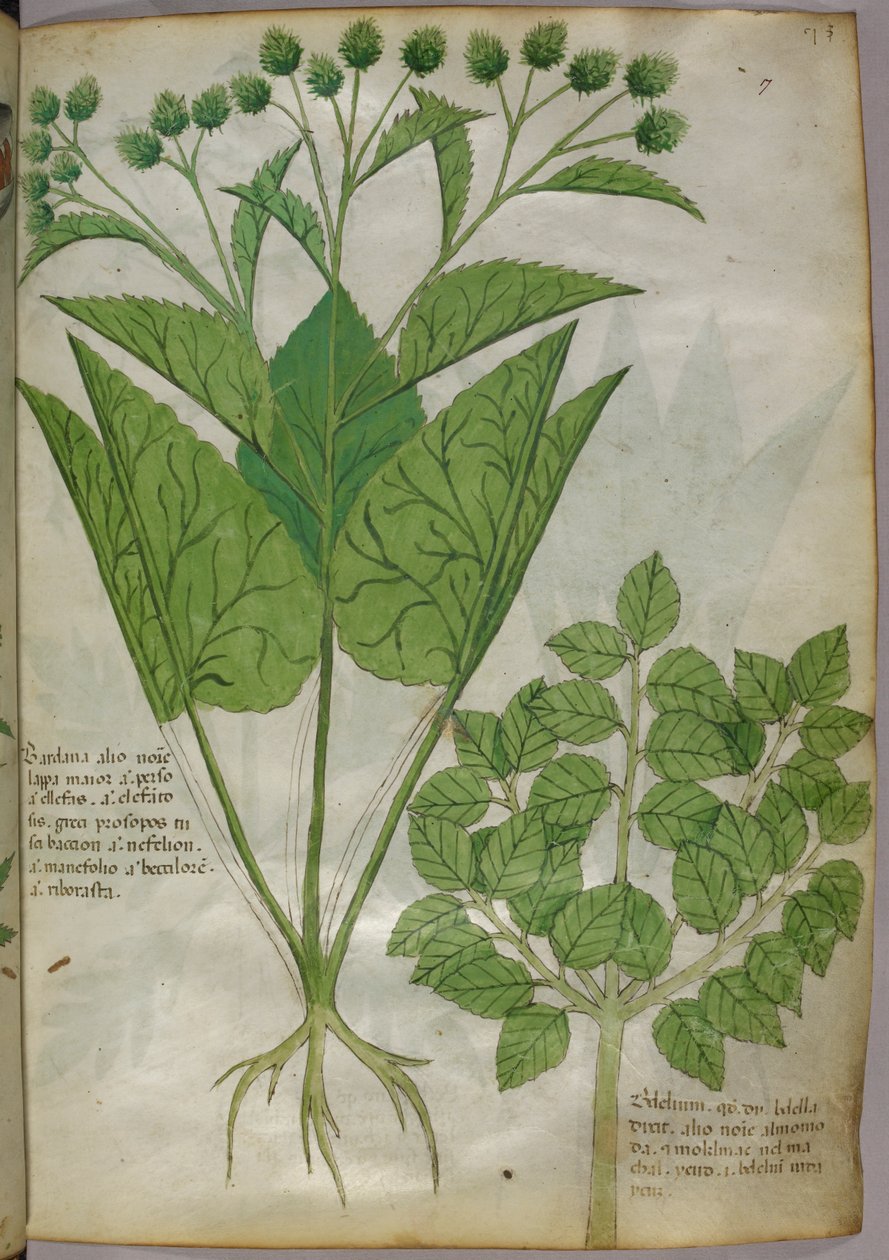 Botanische illustratie van planten, ca. 1440 (inkt en kleur op perkament) door Italian School