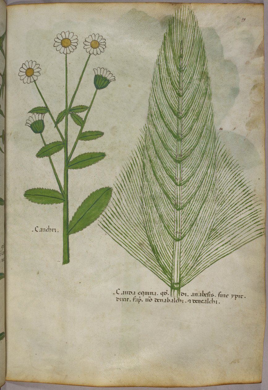 Botanische illustratie van planten, ca. 1440 (inkt en kleur op perkament) door Italian School