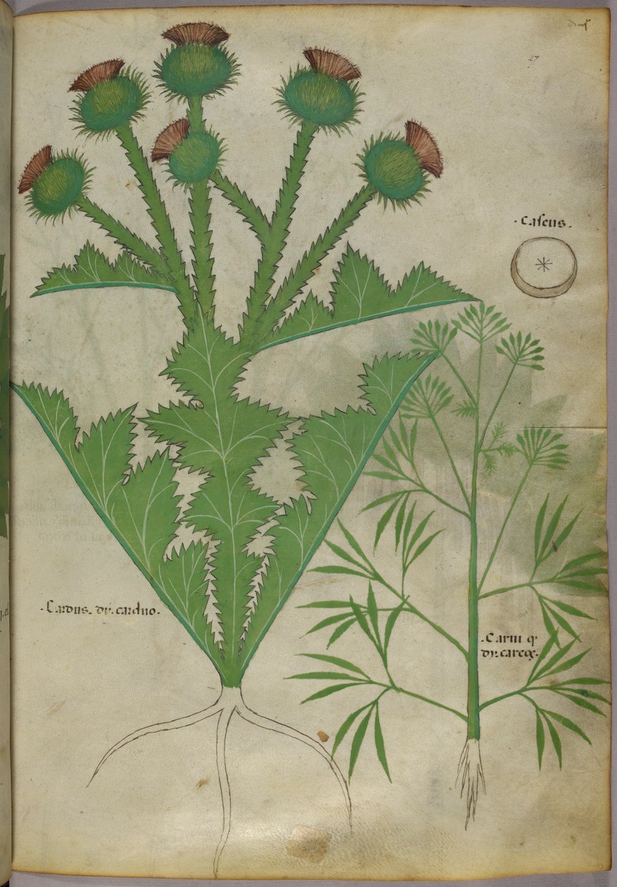 Botanische illustratie van planten, ca. 1440 (inkt en kleur op perkament) door Italian School
