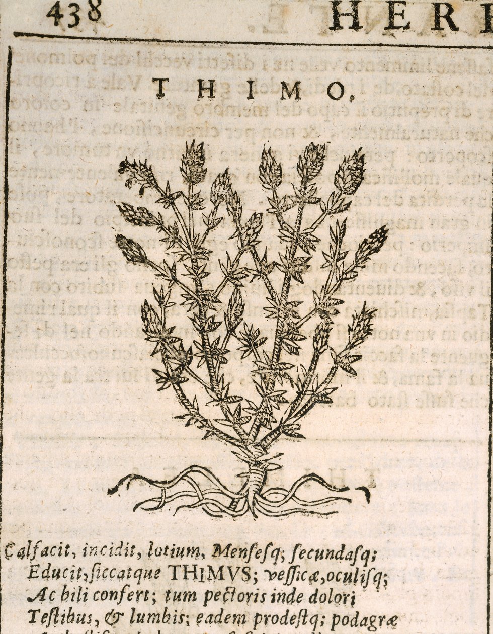 Echte Tijm (Thymus vulgaris), gravure door Castore Durante door Italian School