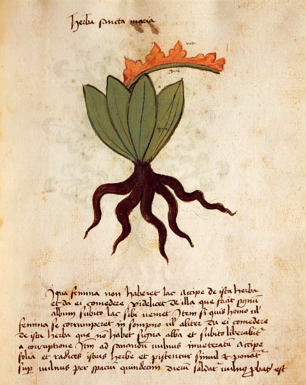 Balsemkruid (Tanacetum balsamita) door Italian School