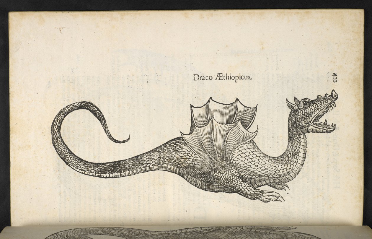 Ethiopische draak, 