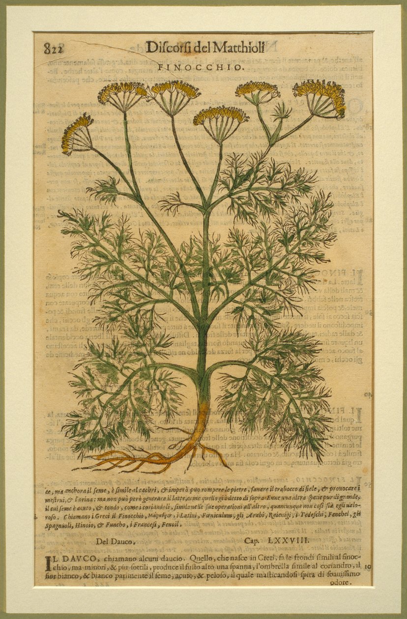 Venkel, een botanische plaat uit de Discorsi door Pietro Andrea Mattioli (1501-77) gepubliceerd in Venetië, 1570 door Italian School