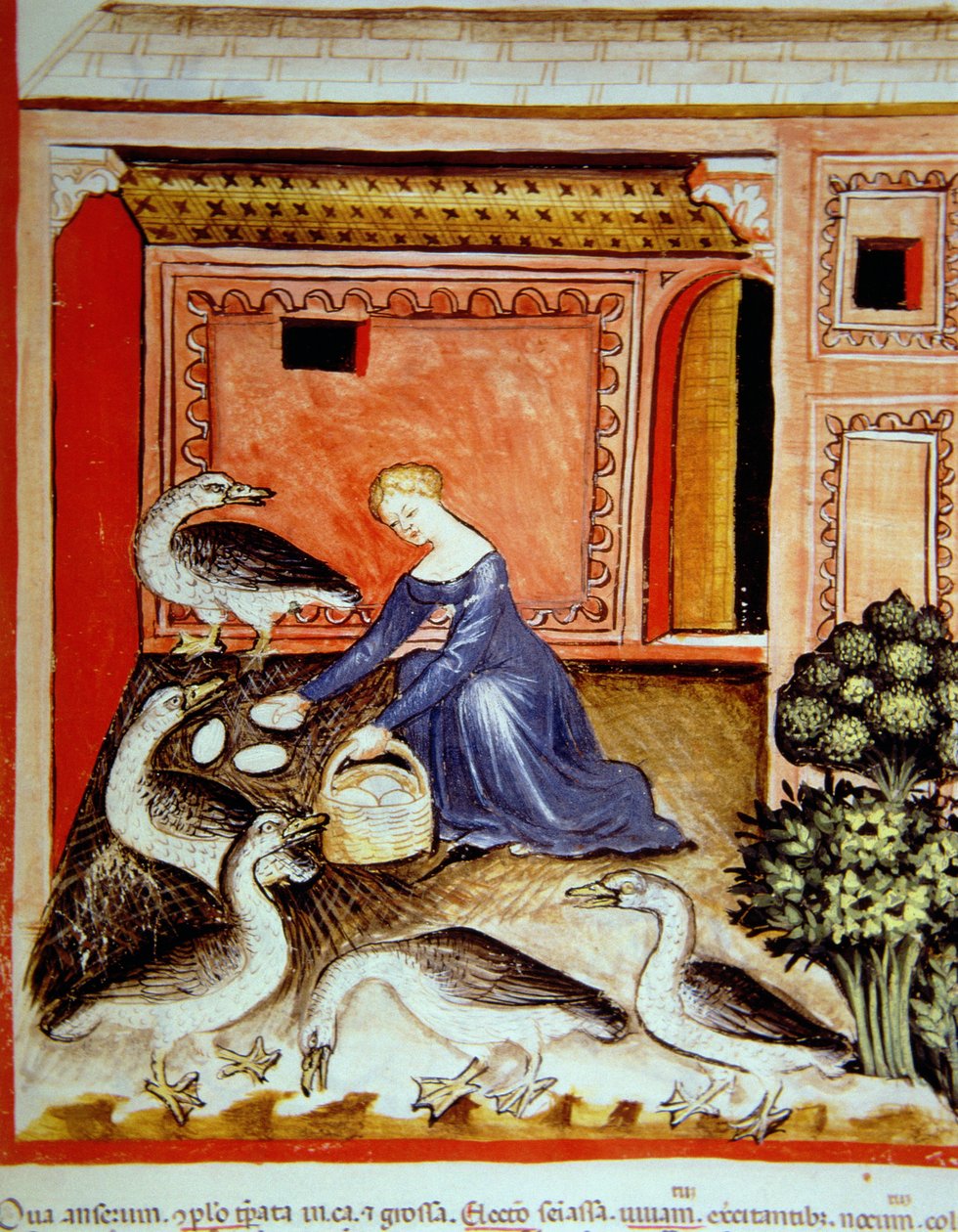 Ganzen fokken, illustratie uit Tacuinum Sanitatis Codex Vindobonensis door Italian School