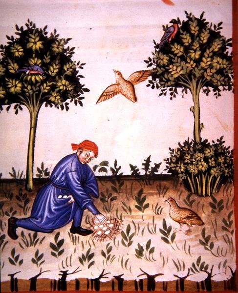 Fol.66v Verzamelen van Patrijzen Eieren, illustratie uit 
