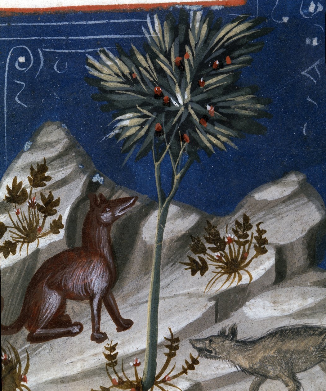 Vos en een wolf, illustratie uit "Codex Justianus", 1350 door Italian School