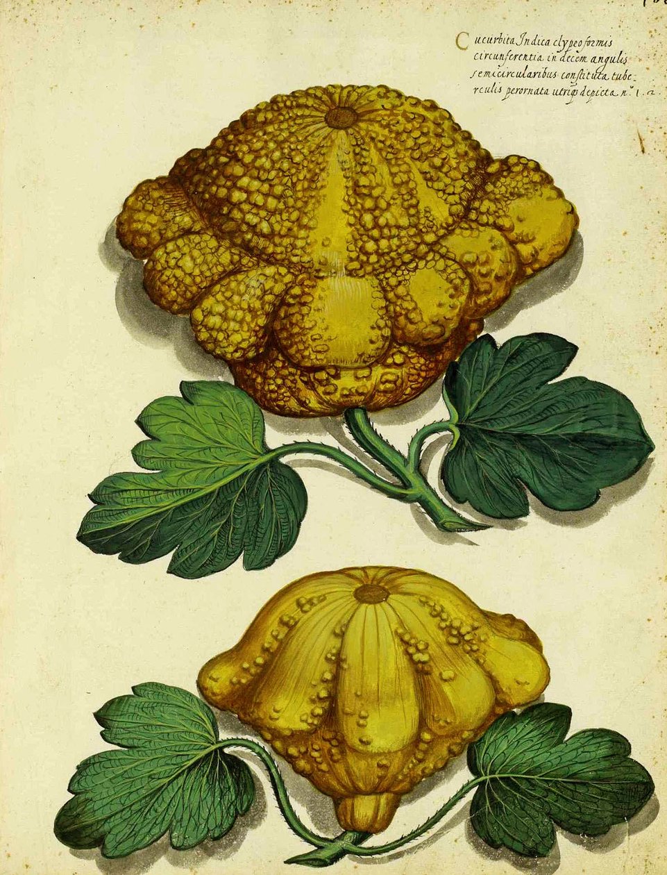 Erfstuk pompoen door Ulisse Aldrovandi door Italian School