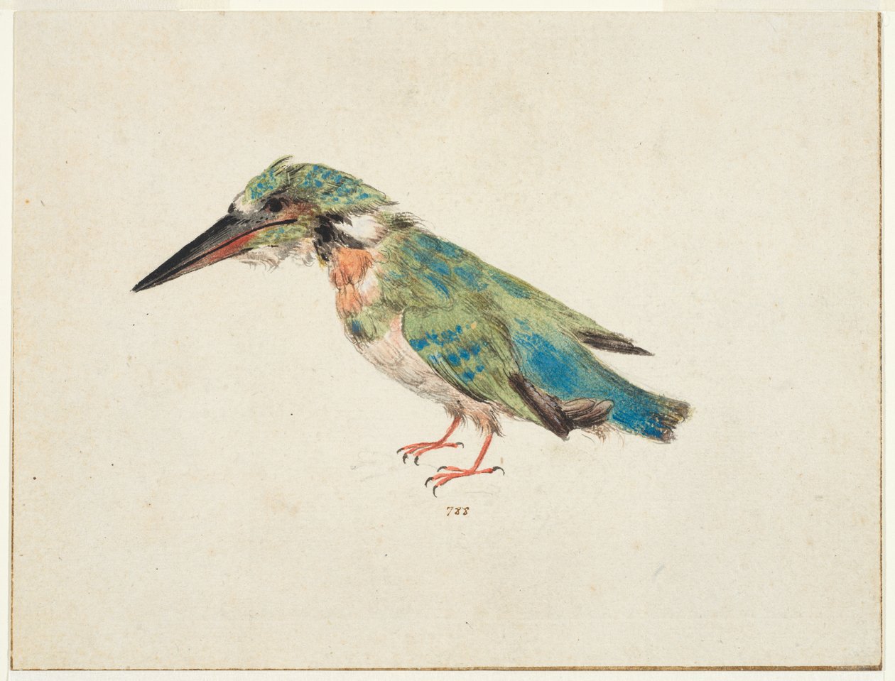 IJsvogel, ca. 1650-99 (zwart krijt, aquarel, bodycolour op papier, met bruine inkt omlijning op drie randen) door Italian School