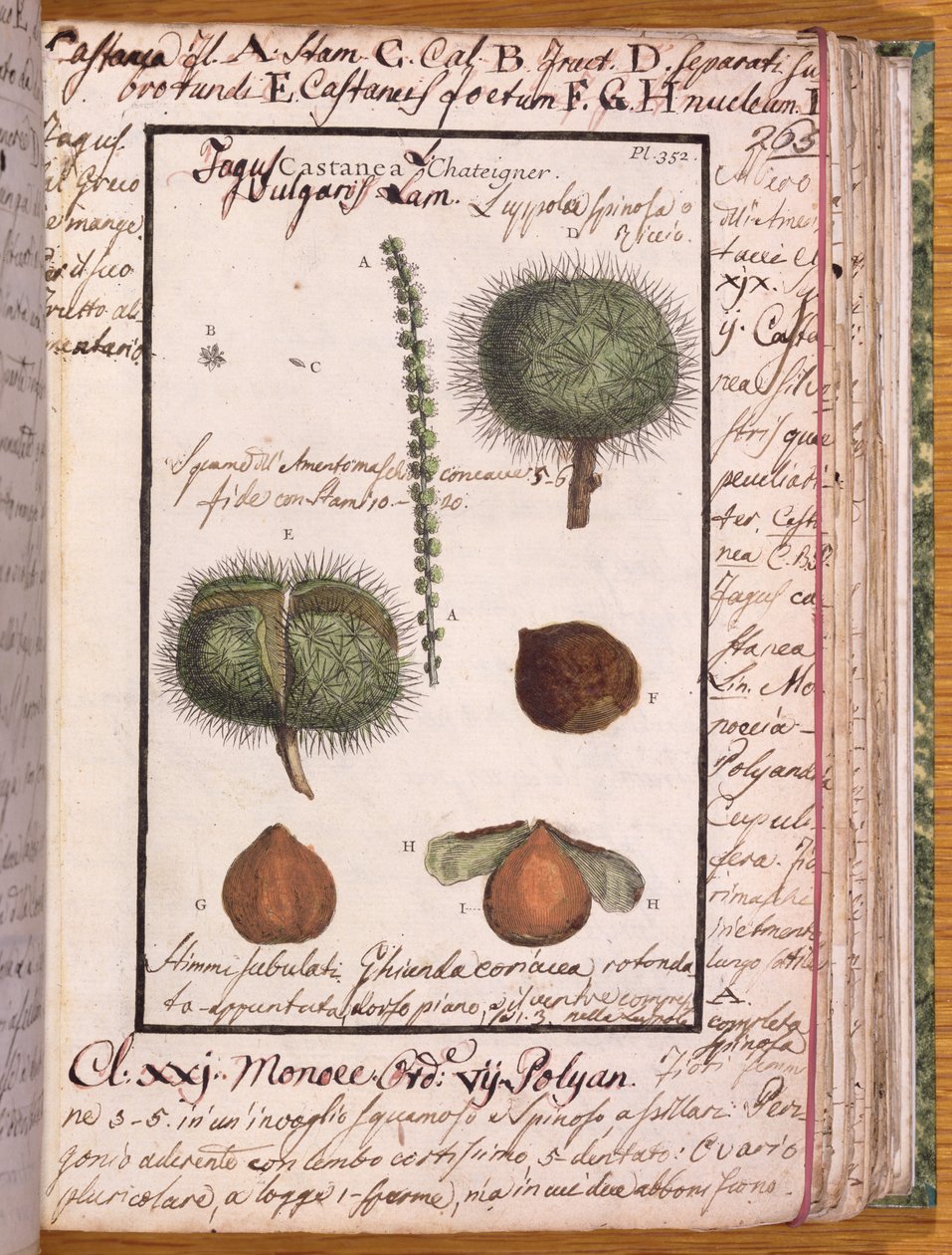 Kastanje, uit Dizionario di Botanica door Italian School