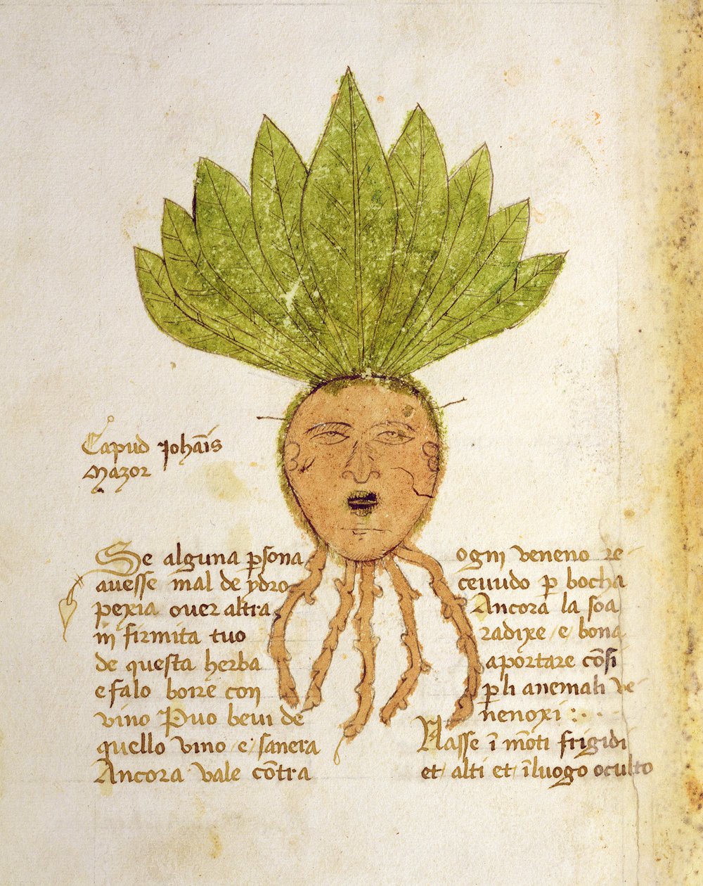 Ms 1591 Fol.18v. Herba Capud Johannis Mazor door Italian School