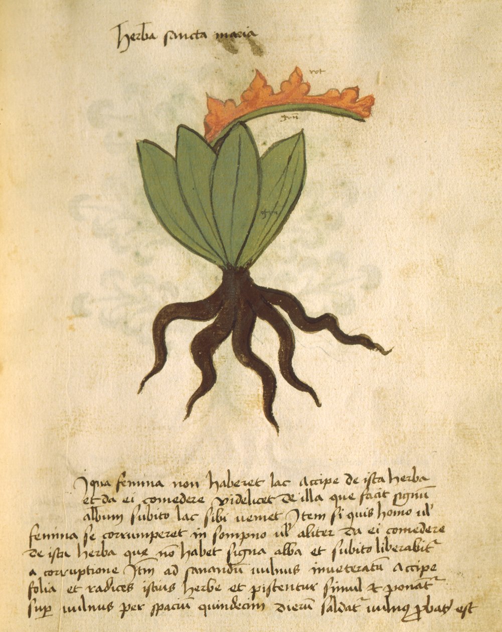Ms 320 M Fol.28r Herba Santa Maria, uit Liber Herbarius una cum rationibus conficiendi medicamenta door Orgione Rizzardo door Italian School