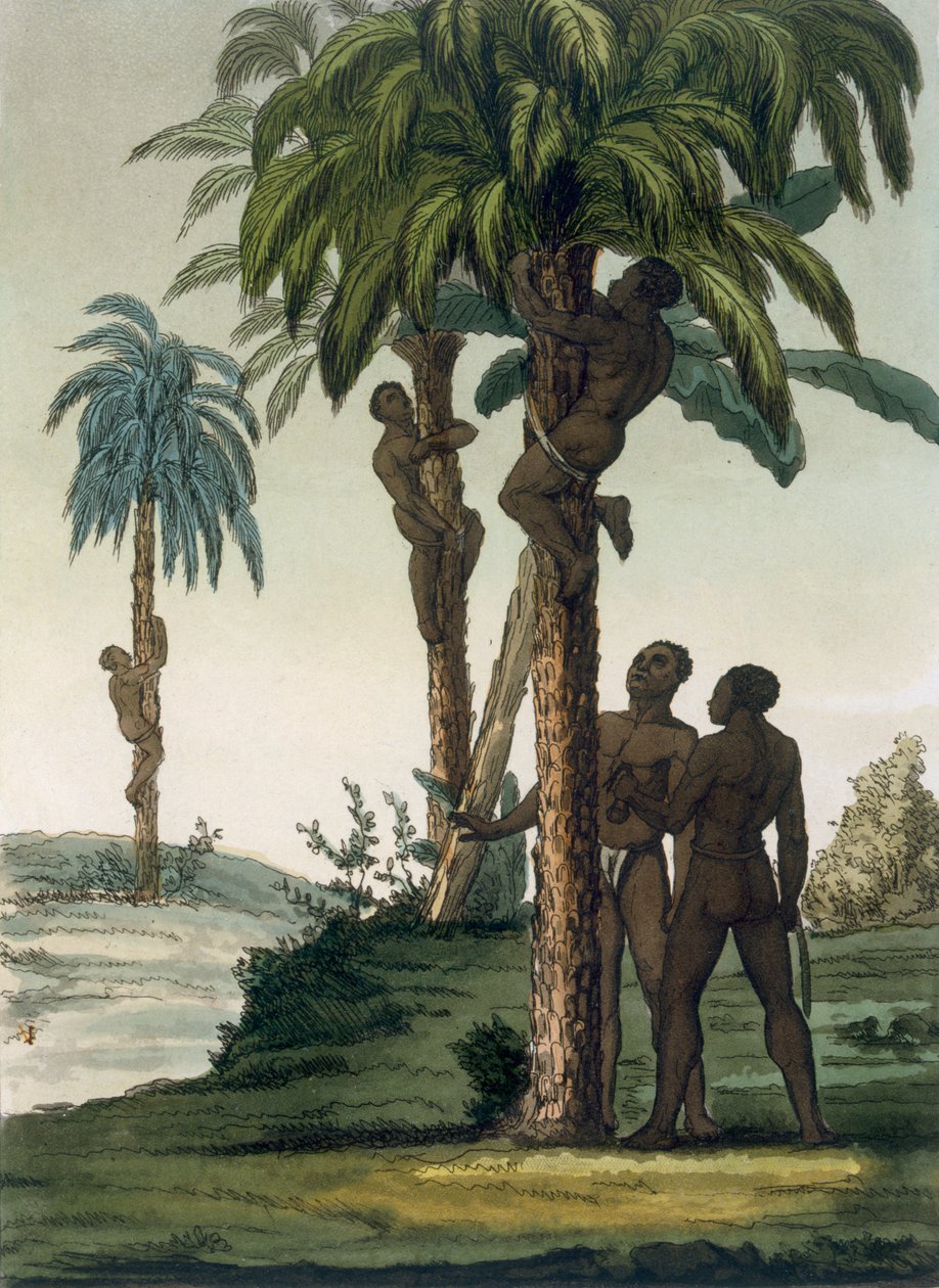 Inboorlingen klimmen in palmen met slingerhalsters rond hun heupen, 1820s-30s door Italian School