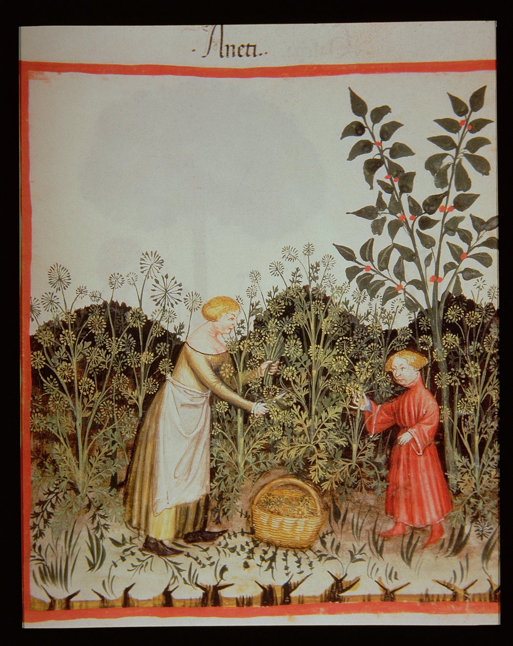 Nova 2644 f.32r Dille verzamelen, Tacuinum Sanitatis Codex Vindobonensis door Italian School