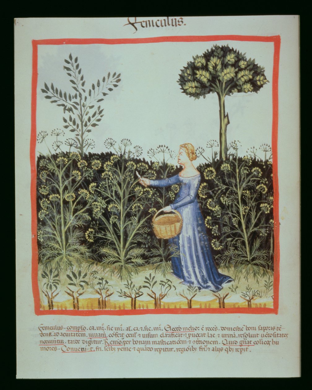 Nova 2644 f.41v Venkel oogsten, Tacuinum Sanitatis Codex Vindobonensis door Italian School