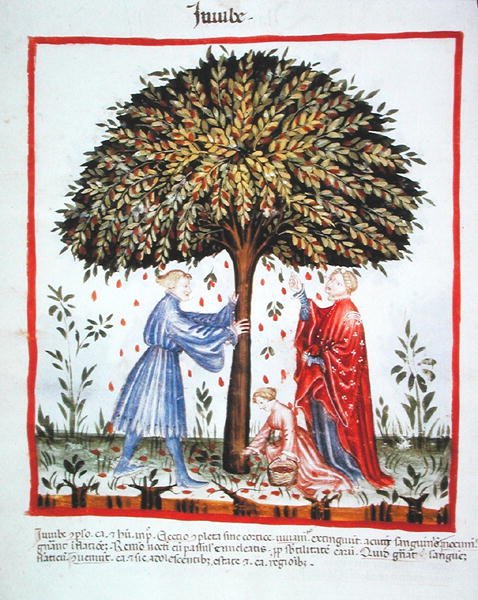 Jujubes verzamelen, uit Tacuinum Sanitatis Codex Vindobonensis door Italian School