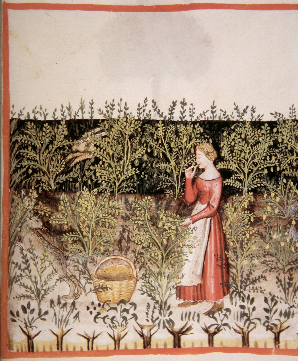 Nova 2644 fol.49 r Kikkererwten plukken, Tacuinum Sanitatis Codex Vindobonensis door Italian School