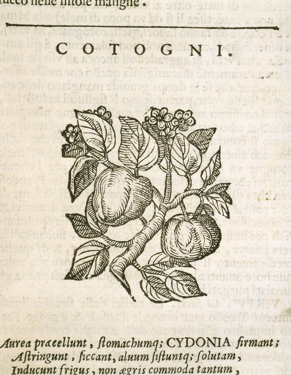 Kweepeer (Cydonia oblonga), gravure door Castore Durante door Italian School