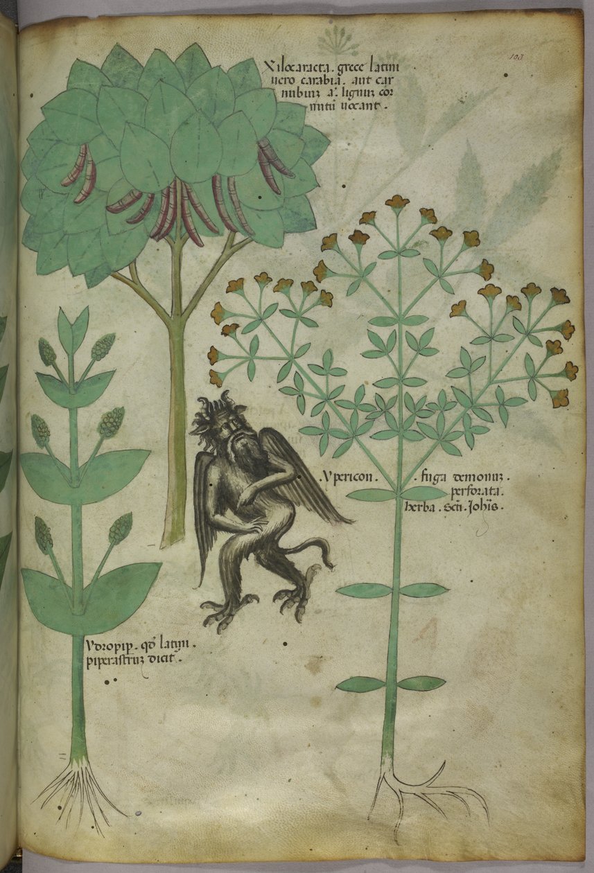 Sloane 4016 f.103 Miniatuur van planten en een demon: het kruid Ypericon, dat naar verluidt demonen afweerde, uit 