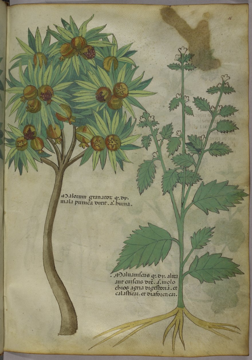Tractatus de Herbis, c.1440 door Italian School